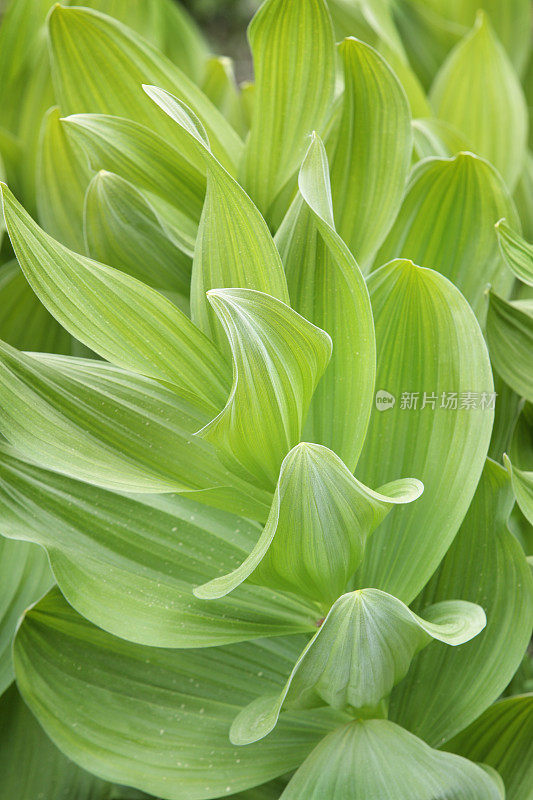 假Hellebore叶子- Veratrum viride -全垂直框架